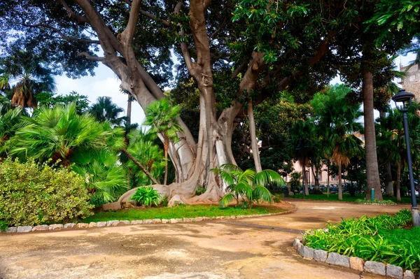 Big ficus tree, Palermo — Stock Photo, Image