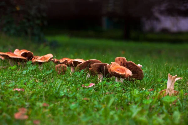 Uitzicht Verschillende Wilde Paddenstoelen Het Gras — Stockfoto