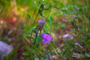 Campanula çiçeğinin görüntüsü, Campanulaceae familyasındaki yaygın olarak kullanılan çan çiçeğinden biridir.