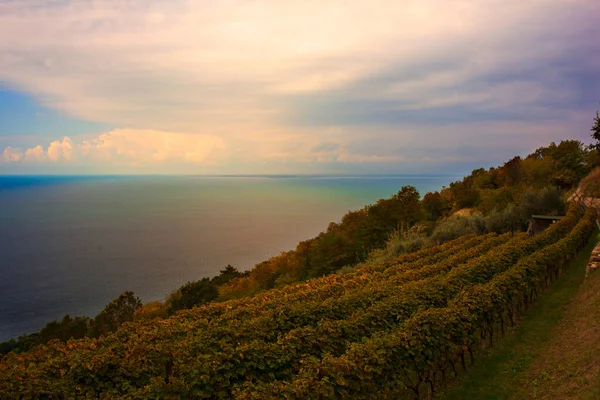 Prosecco Bölgesindeki Adriyatik Denizi Nin Yanındaki Üzüm Bağının Manzarası Trieste — Stok fotoğraf