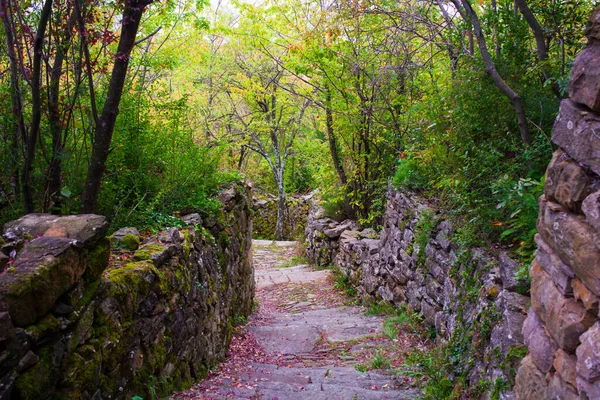 Árbol Medio Del Camino Llamado Sentiero Natura — Foto de Stock