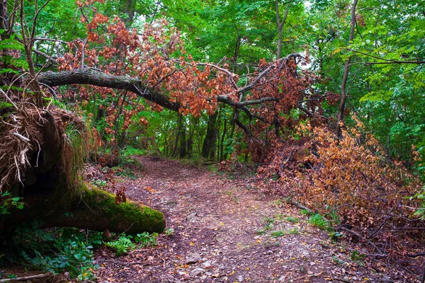 Árbol Caído Largo Del Camino Llamado Sentiero Natura — Foto de Stock