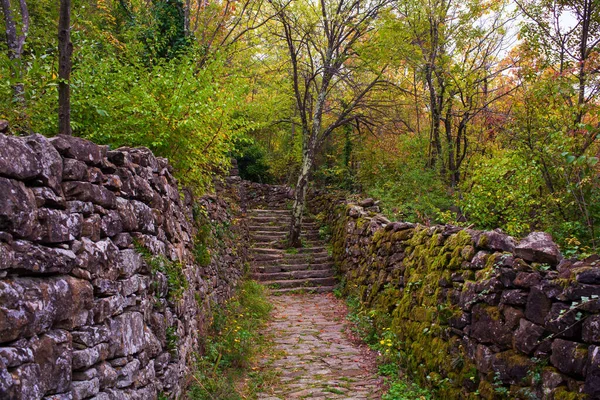 Baum Der Mitte Des Weges Namens Sentiero Natura — Stockfoto