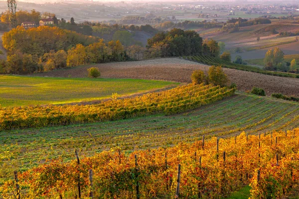 Weinberge Den Hügeln Von Tortona Bei Sonnenuntergang Während Der Herbstsaison — Stockfoto