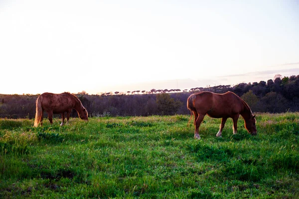 Dos Caballos Pastando Campo Hierba Atardecer — Foto de Stock