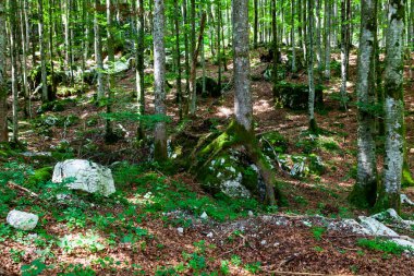 Yaz mevsiminde Slovenya ormanlarında ağaçlar