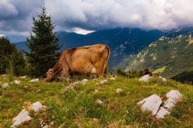 Tolmin 'deki Planina Kuk adlı dağ kulübesinde inekler otluyor. Slovenya