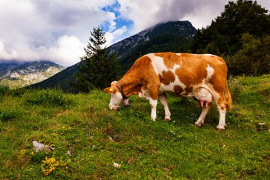 Tolmin 'deki Planina Kuk adlı dağ kulübesinde inekler otluyor. Slovenya