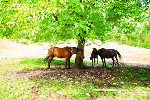 Bir Ağacın Gölgesinde Gölgelenen Atlar — Stok fotoğraf