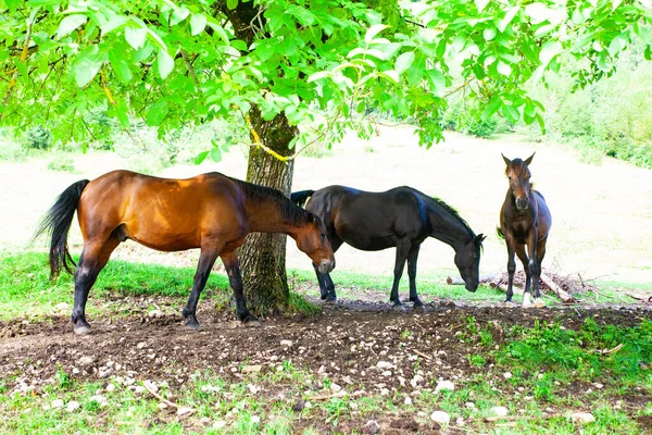 Bir Ağacın Gölgesinde Gölgelenen Atlar — Stok fotoğraf