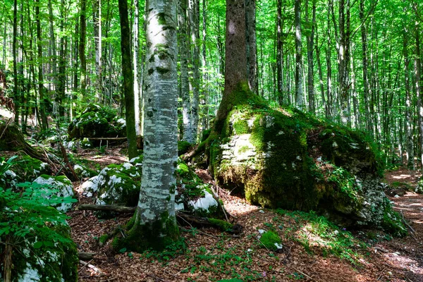 Bäume Slowenischen Wald Der Sommersaison — Stockfoto