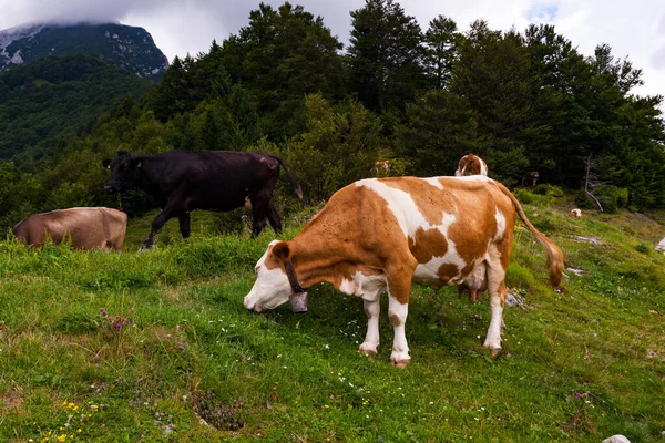 Vacas Pastando Después Trashumancia Cabaña Montaña Llamada Planina Kuk Tolmin —  Fotos de Stock