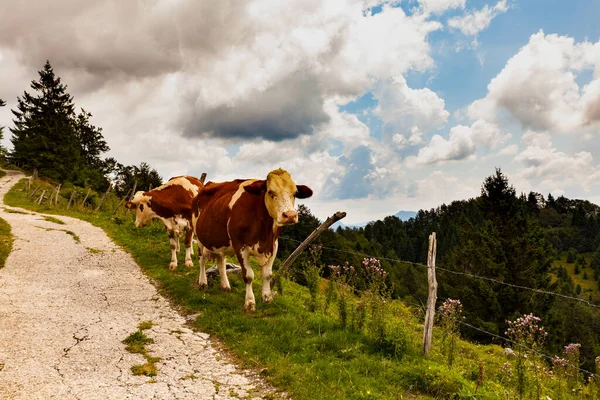 Vacas Pastando Después Trashumancia Cabaña Montaña Llamada Planina Kuk Tolmin — Foto de Stock
