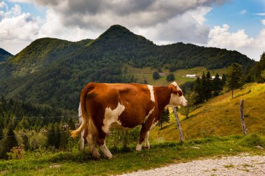 Tolmin 'deki Planina Kuk adlı dağ kulübesinde inekler otluyor. Slovenya