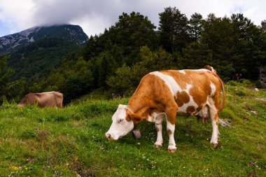 Tolmin 'deki Planina Kuk adlı dağ kulübesinde inekler otluyor. Slovenya