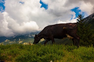 Tolmin 'deki Planina Kuk adlı dağ kulübesinde inekler otluyor. Slovenya