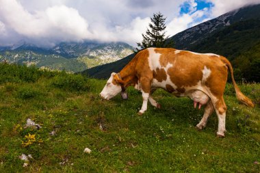 Tolmin 'deki Planina Kuk adlı dağ kulübesinde inekler otluyor. Slovenya