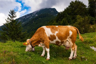 Tolmin 'deki Planina Kuk adlı dağ kulübesinde inekler otluyor. Slovenya