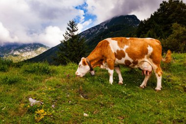 Tolmin 'deki Planina Kuk adlı dağ kulübesinde inekler otluyor. Slovenya
