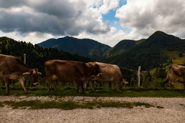 牛の放牧山の小屋での恥ずかしさの後 Planinaクック トルミンと呼ばれる スロベニア — ストック写真