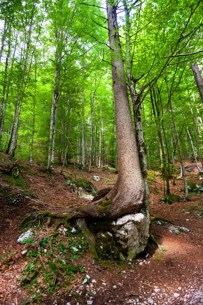Bäume Slowenischen Wald Der Sommersaison — Stockfoto