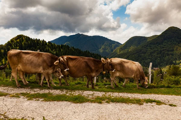 Cows Grazing Transhumance Mountain Hut Called Planina Kuk Tolmin Slovenia — Stock Photo, Image