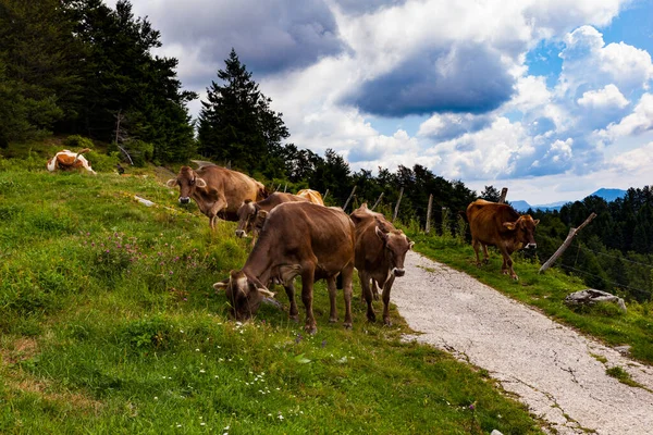 Αγελάδες Βόσκουν Μετά Μετακίνηση Στην Καλύβα Στο Βουνό Που Ονομάζεται — Φωτογραφία Αρχείου