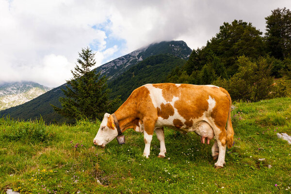 Cow grazing after the transhumance in the mountain hut called Planina Kuk, Tolmin. Slovenia