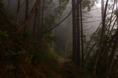 Sabahın erken saatlerinde Slovenya ormanında sis