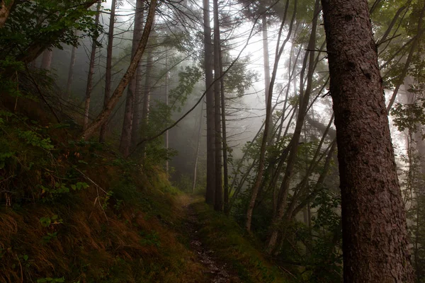 Niebla Bosque Esloveno Temprano Mañana —  Fotos de Stock