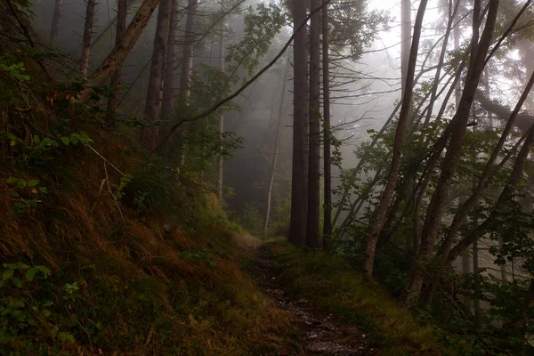 Sabahın Erken Saatlerinde Slovenya Ormanında Sis — Stok fotoğraf