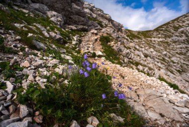 Slovenya 'nın Vogel Dağı' ndaki çan çiçeğine yakın
