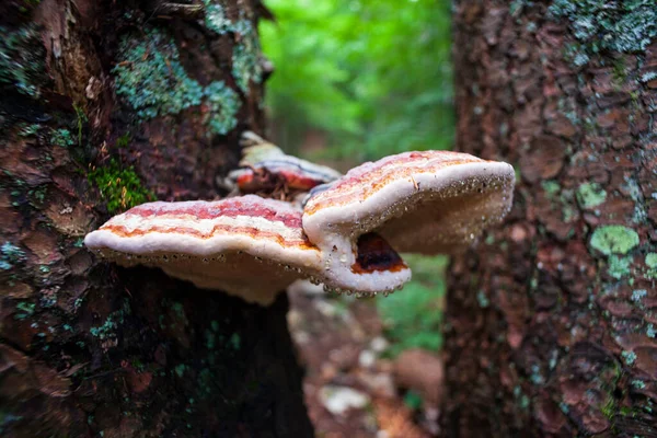 Zicht Hymenochaetaceae Een Boom Familie Van Schimmels Orde Hymenochaetales — Stockfoto