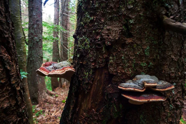 Kilátás Hymenochaetaceae Egy Fán Család Gombák Sorrendben Hymenochaetales — Stock Fotó