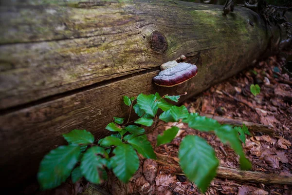 Pohled Hymenochaetaceae Čeledi Hub Pořadí Hymenochaetales — Stock fotografie