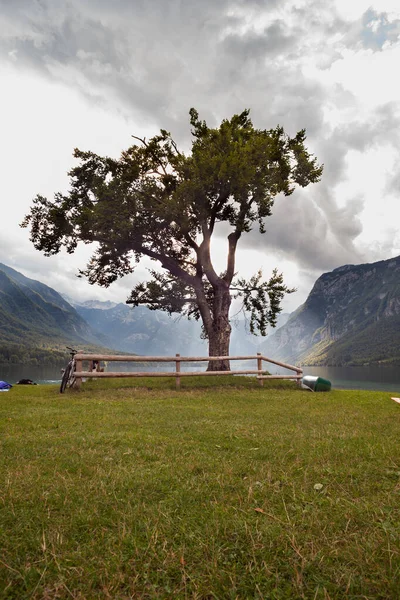 Pohled Slavný Strom Jezera Bohinj — Stock fotografie