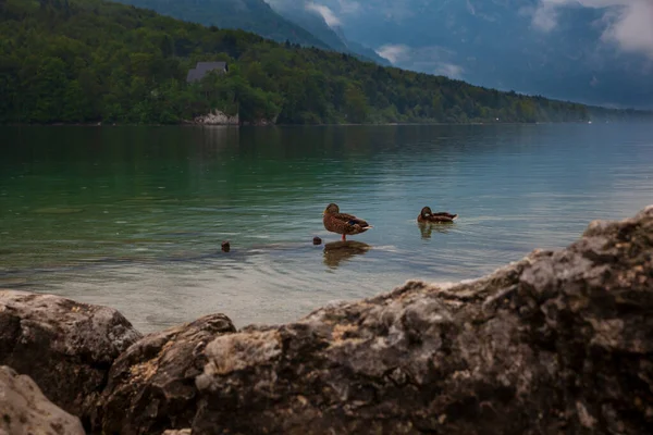 Eenden Het Bohinj Meer Slovenië — Stockfoto