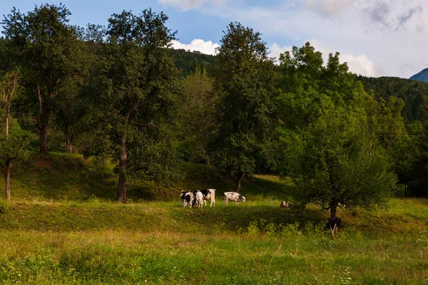 Gefleckte Kühe Auf Der Weide Der Slowenischen Landschaft — Stockfoto