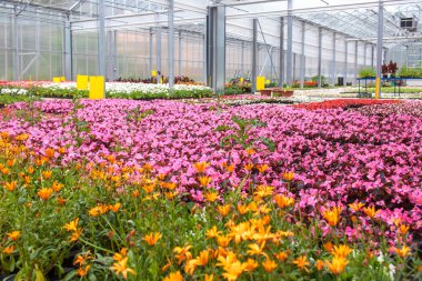 Modern sera etkinliği