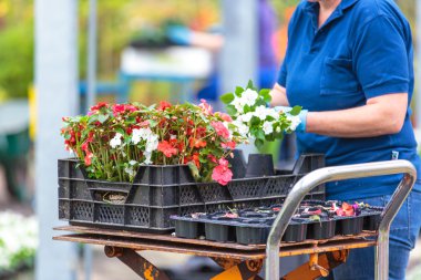 Modern sera etkinliği