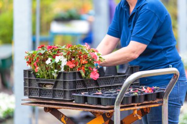 Modern sera etkinliği
