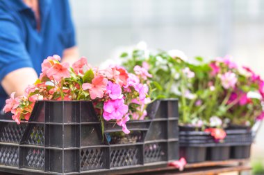 Modern sera etkinliği