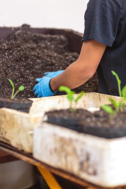 Modern sera etkinliği