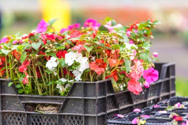 Modern sera etkinliği