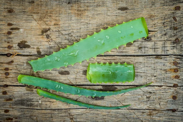 Aloë vera bladeren — Stockfoto