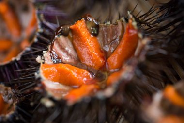 Taze deniz kestanesi