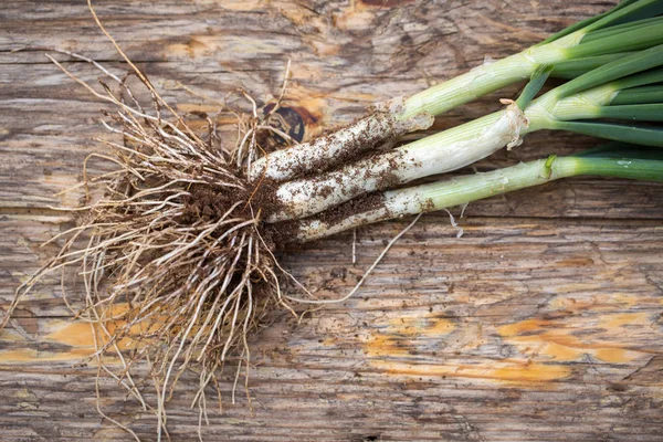 Ruwe lente-uitjes — Stockfoto