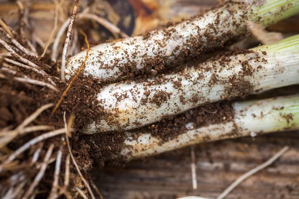 Rohe Frühlingszwiebeln — Stockfoto