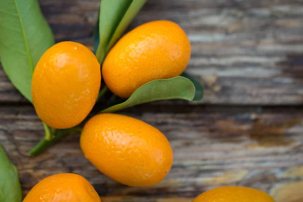 Gäng Kumquat frukter — Stockfoto