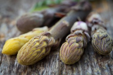 Ham fasulye broomrape